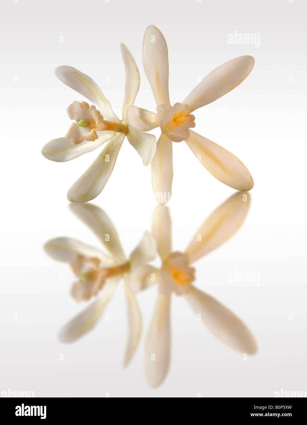 fiore bianco alla vaniglia , planifolia di vaniglia, da vicino isolato su sfondo bianco, contro bianco Foto Stock