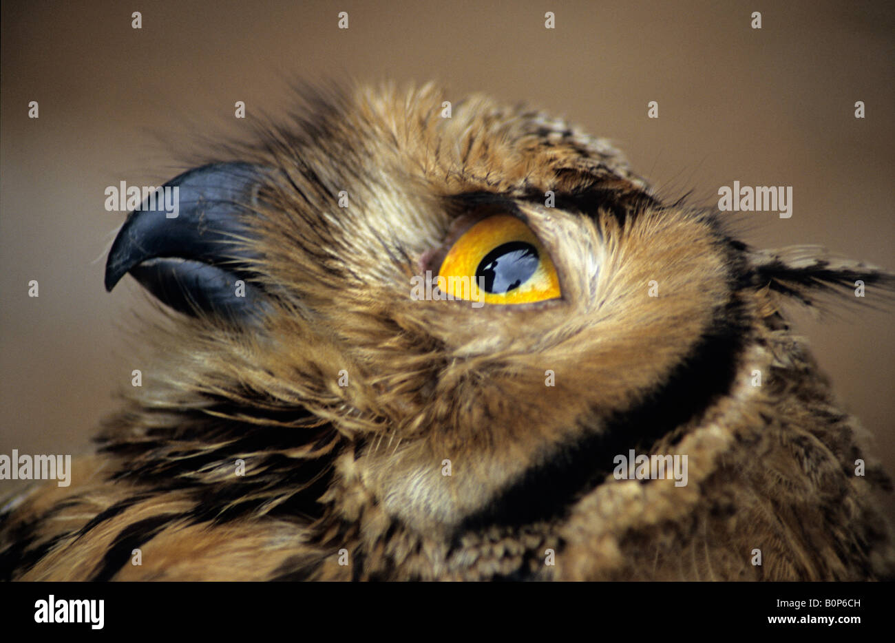 Gufo reale (Bubo bubo benghalansis) sub-adulto close-up di mahuli thane dist, India. Foto Stock