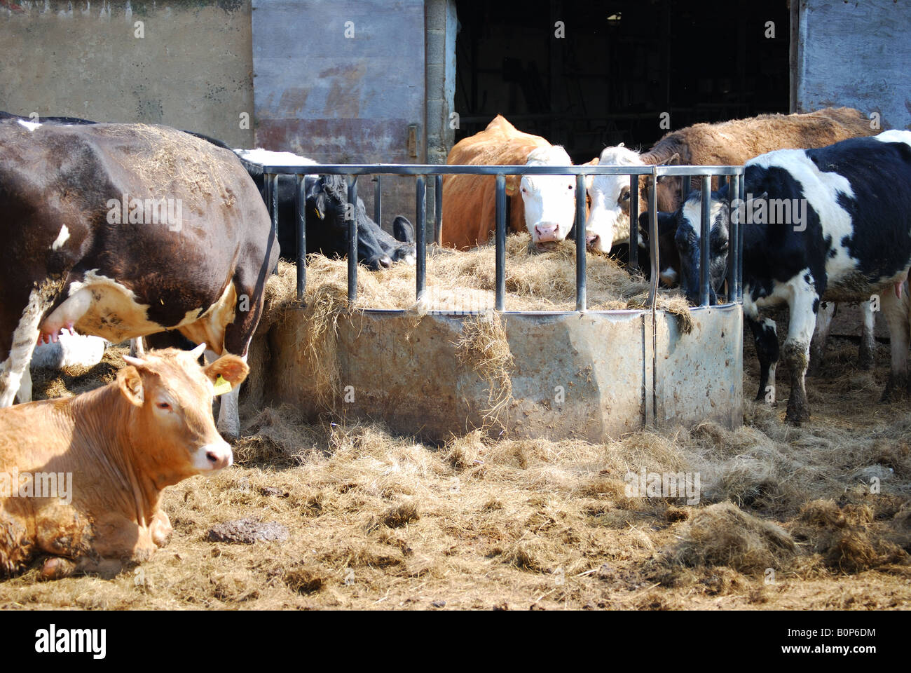 Bovini da latte alimentare a trogolo in cortile, Berkshire, Inghilterra, Regno Unito Foto Stock