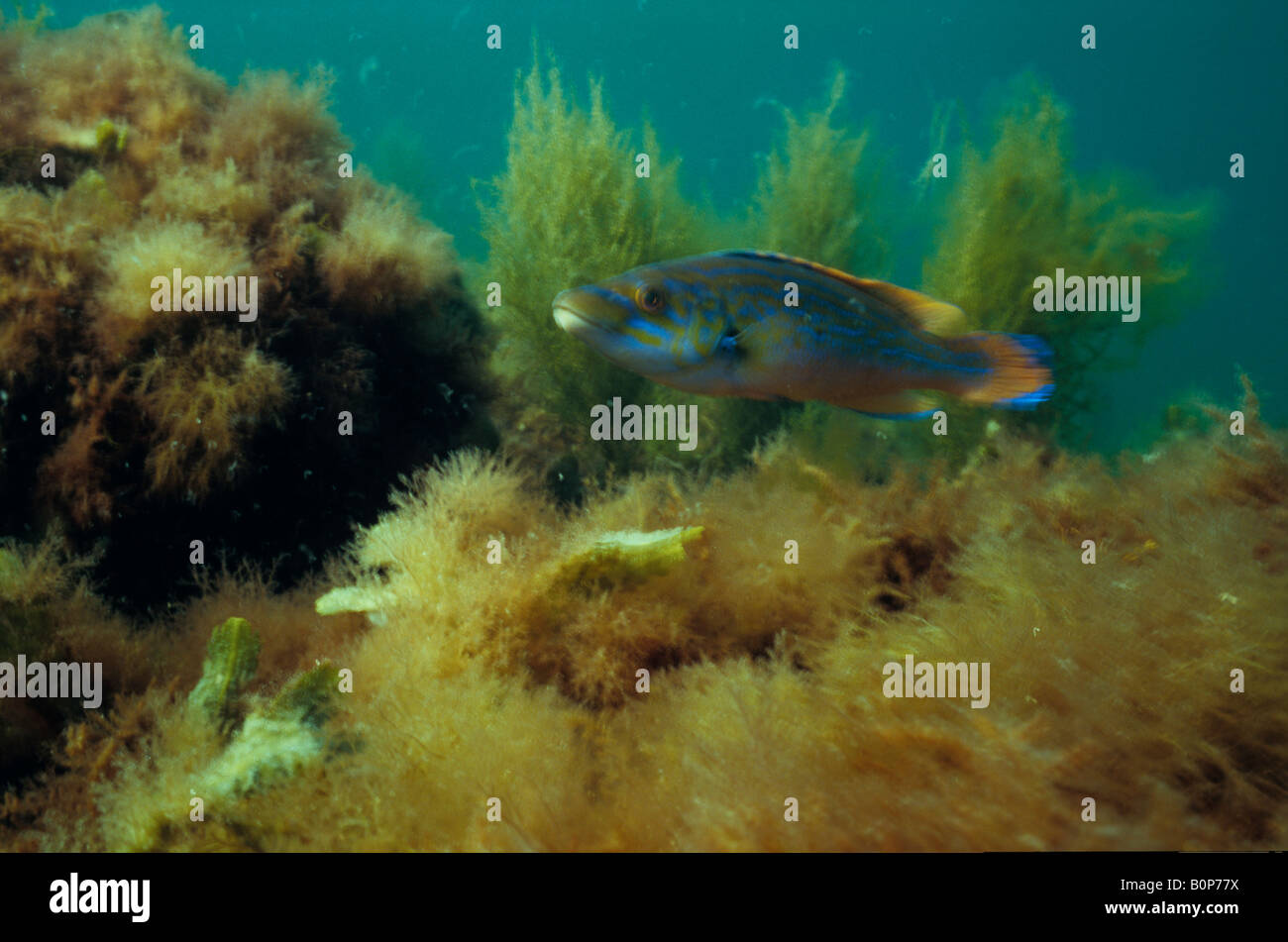 Il cuculo wrasse (Labrus mixtus), Svezia costa ovest Foto Stock