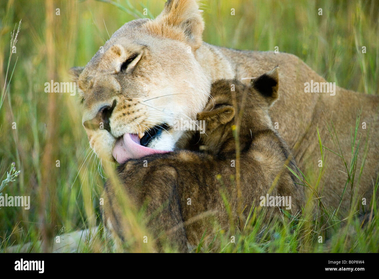 Madre lion pulisce il suo piccolo bambino con il suo grande linguetta rosa mentre il cub coccola la sua faccia contro il suo collo in verde savana erba Okavango Botswana Foto Stock