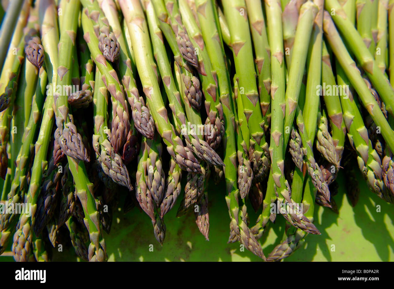 Di asparagi freschi Foto Stock