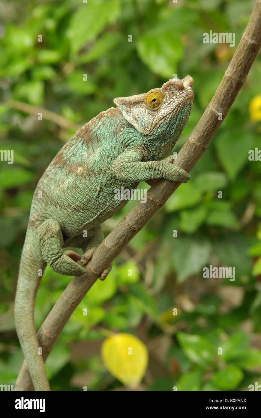 Parsons Chameleon (Chameleo parsonii) Foto Stock