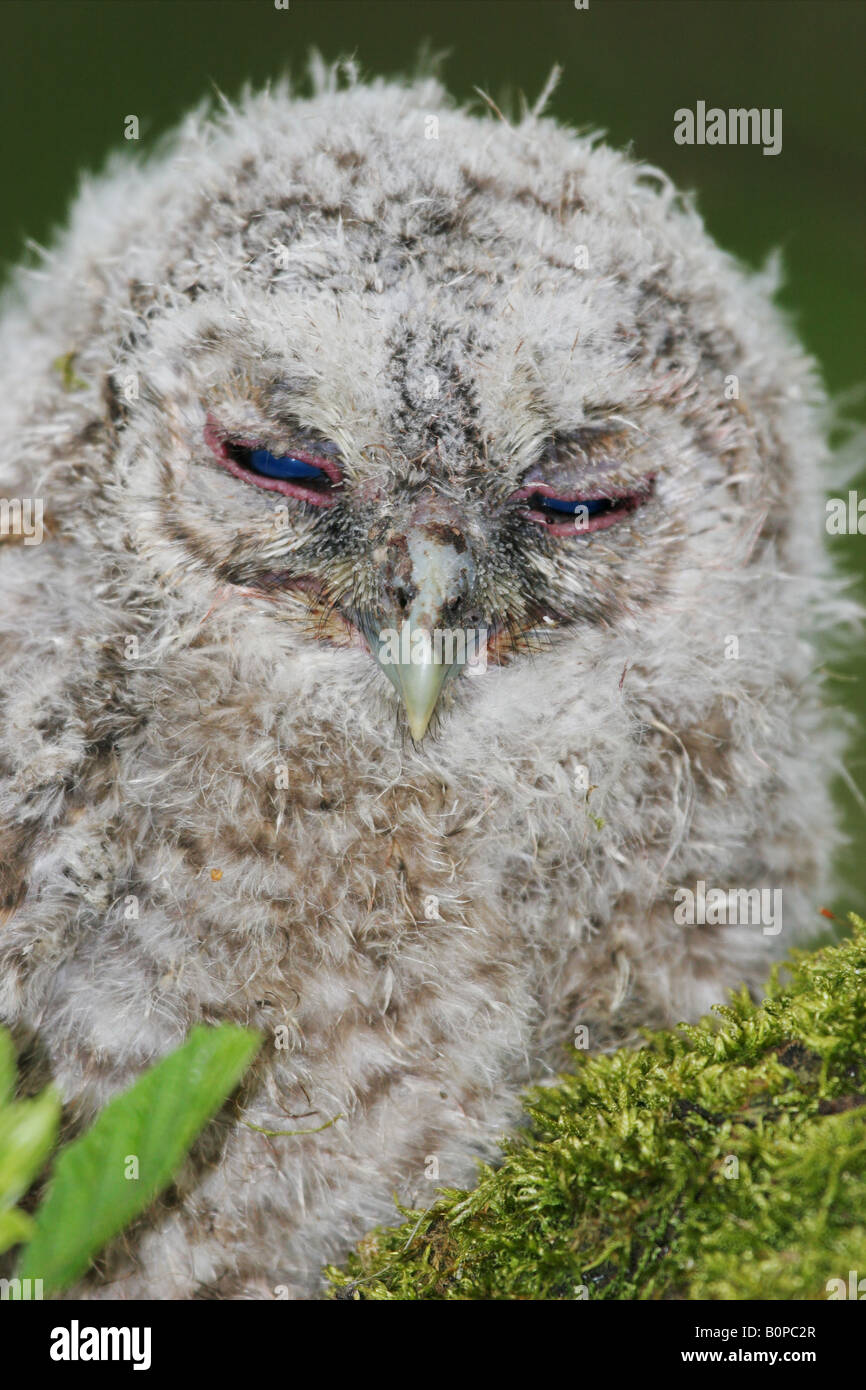 Assonnato Allocco Chick Strix aluco Foto Stock Assonnato Allocco Chick Strix aluco Foto Stock