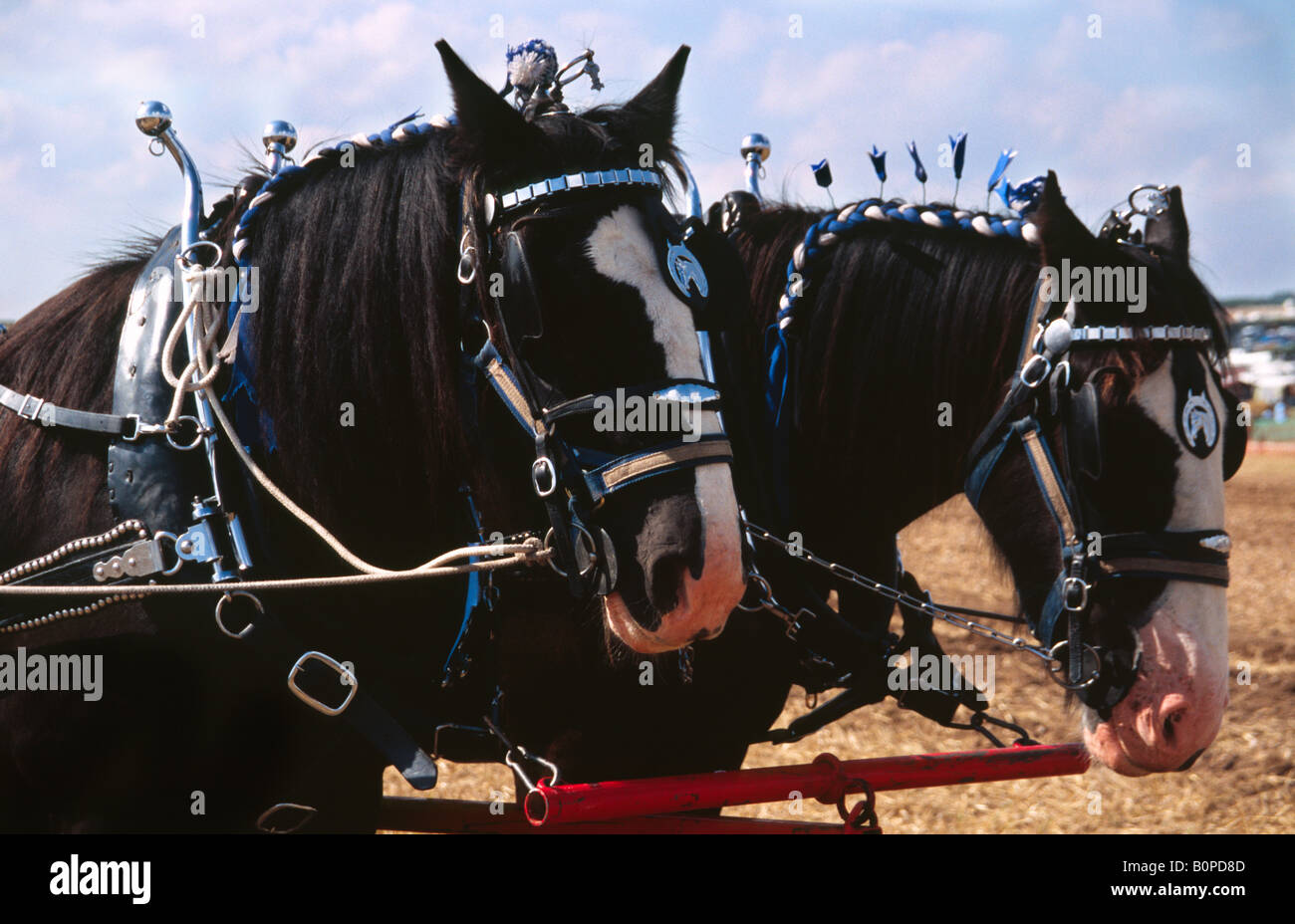 Shire cavalli al grande vapore Dorset Fair 2004 Foto Stock