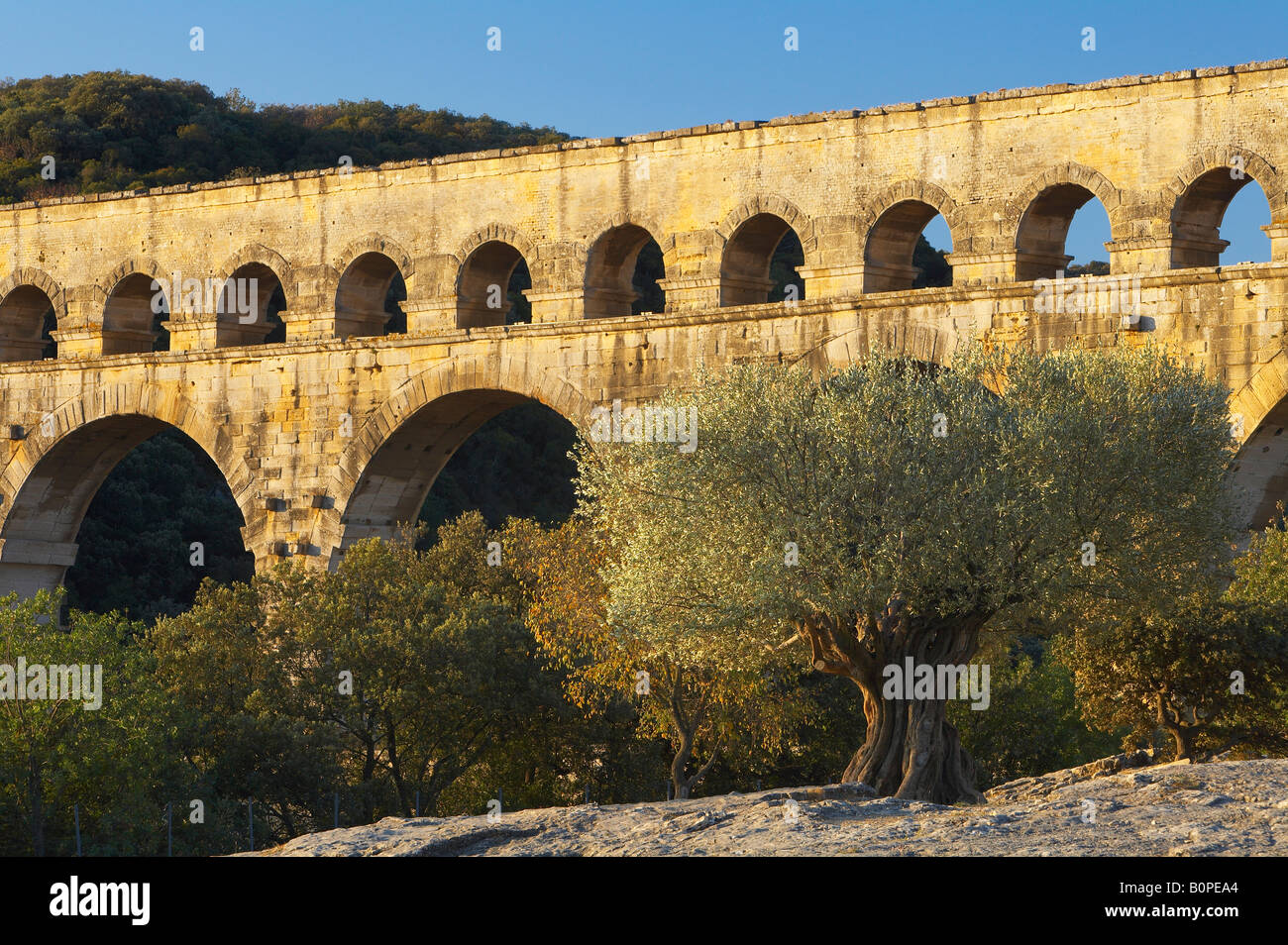 Albero di olivo dal Pont du Gard, Languedoc, Francia Foto Stock