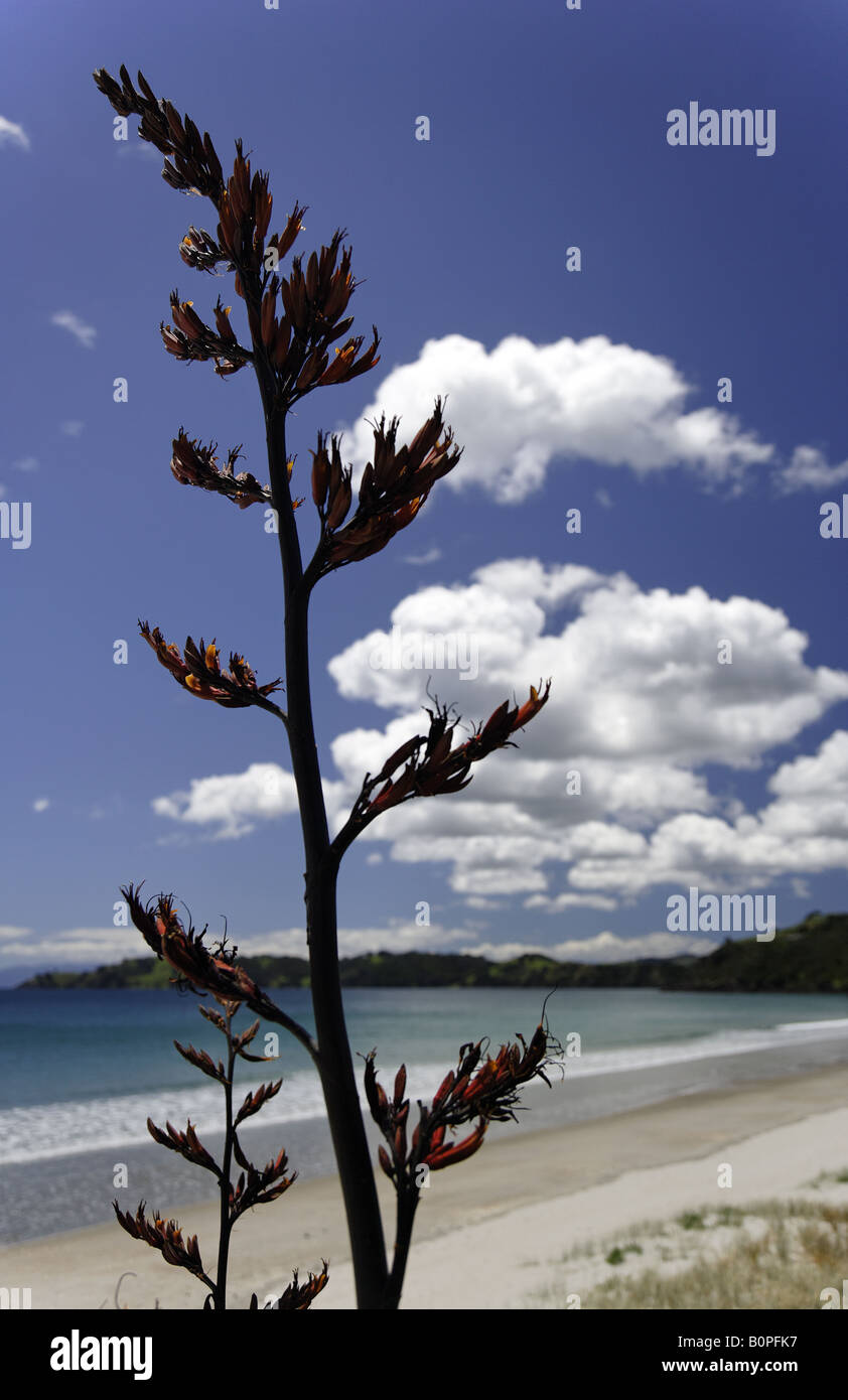 Spiaggia scene sulla spiaggia Ontangi, Waiheke Foto Stock