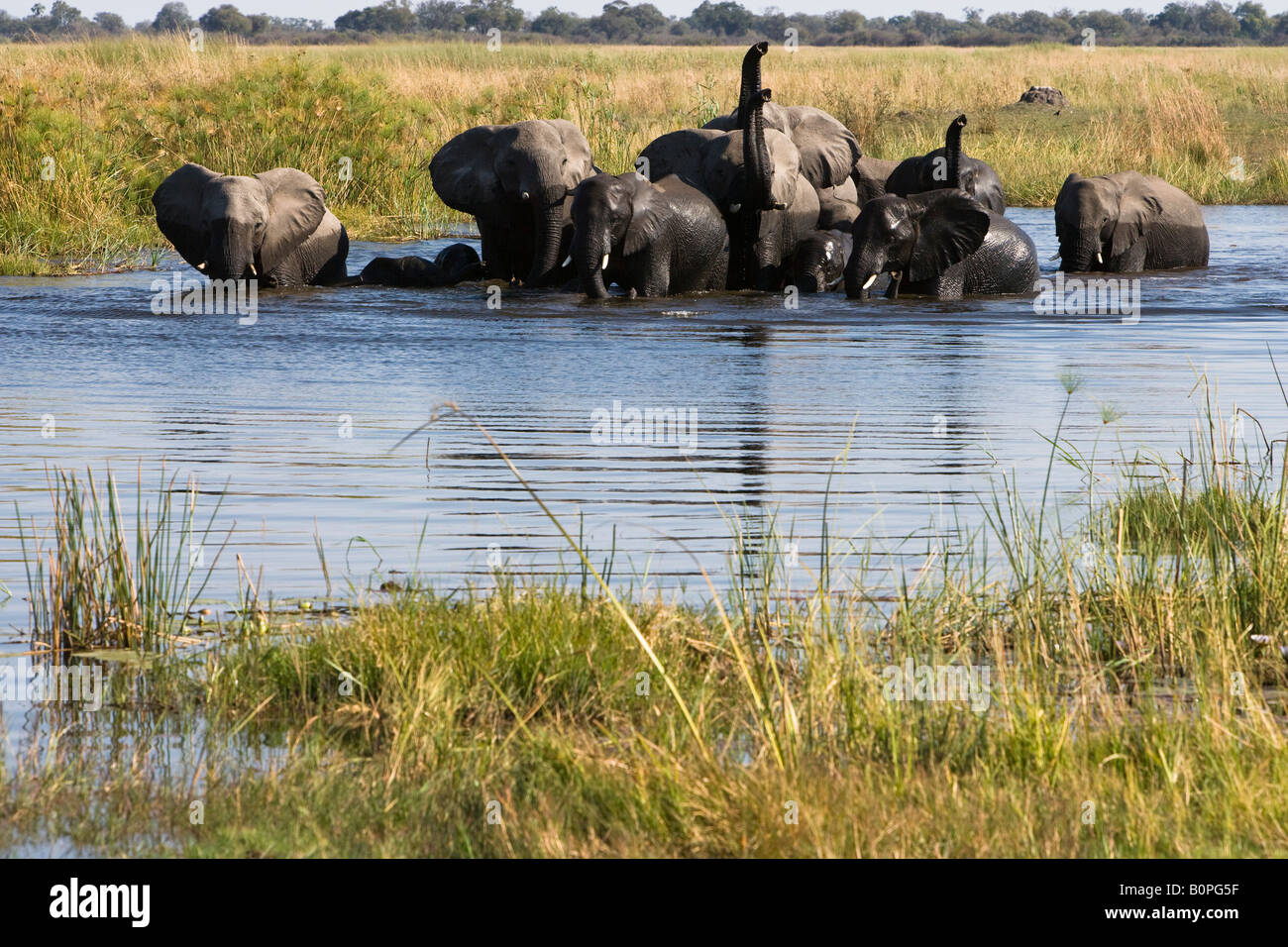 Grande branco di elefanti africani in acqua elefanti Baby nuoto attraverso il fiume trunk adulti sollevato maleodoranti, rivolto verso la parte anteriore consente di visualizzare il contatto visivo, acqua blu Foto Stock