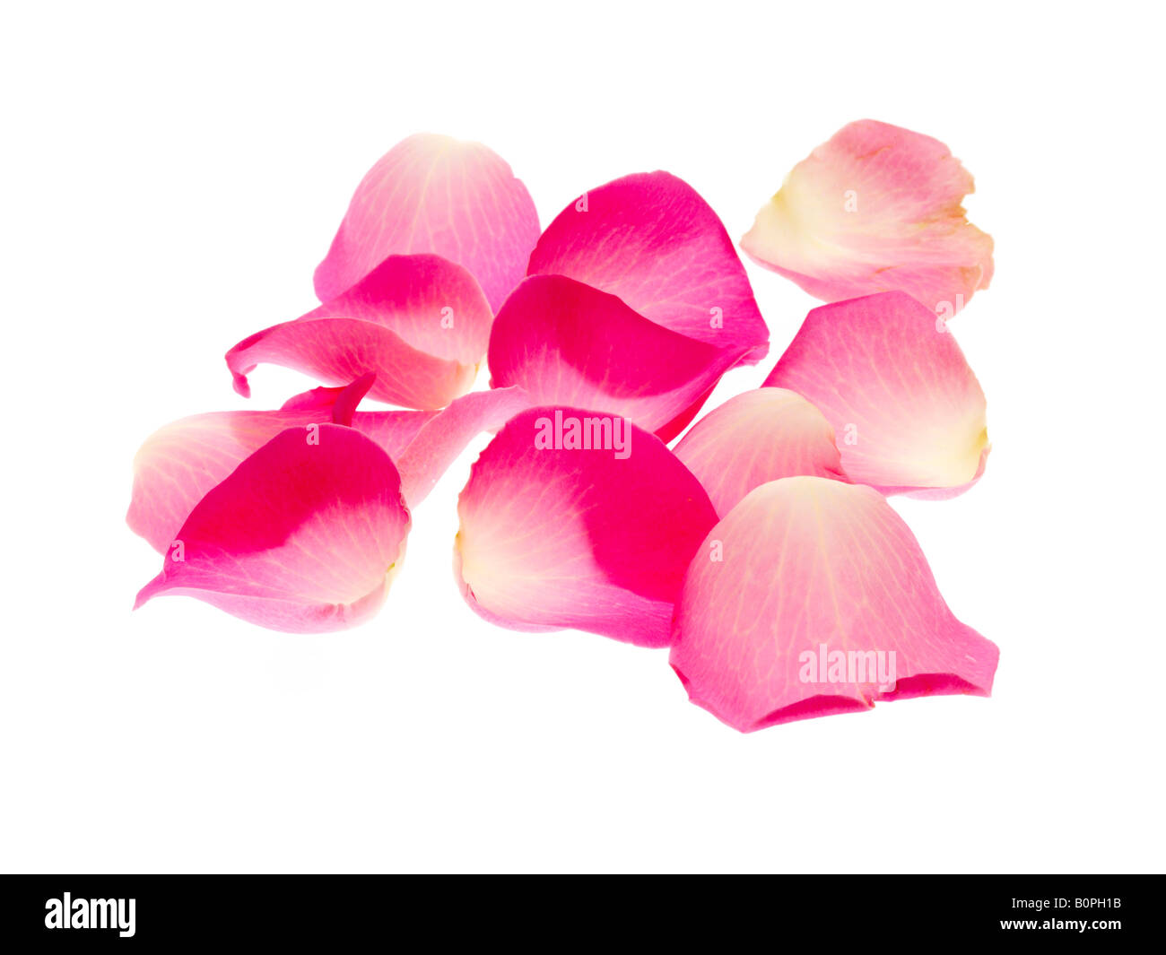 Rosa petali di rosa Foto Stock