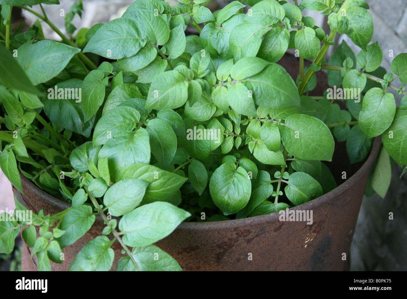 La coltivazione di patate in un grande cucchiaio di patate contenitore a casa nel giardino sul retro spuds sono una nutriente cibo di graffa Foto Stock