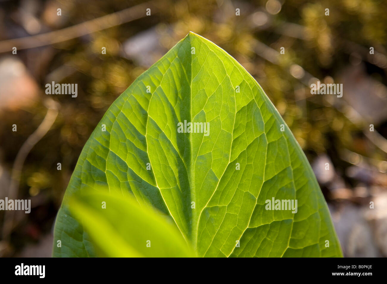 Dettaglio di una foglia verde Foto Stock