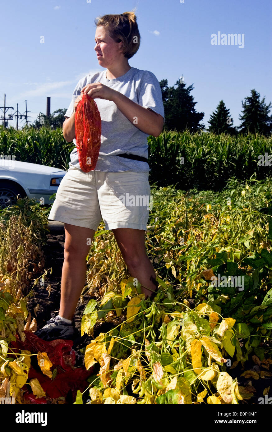 Laureato assistant raccoglie campioni di semi di soia nel campo Foto Stock