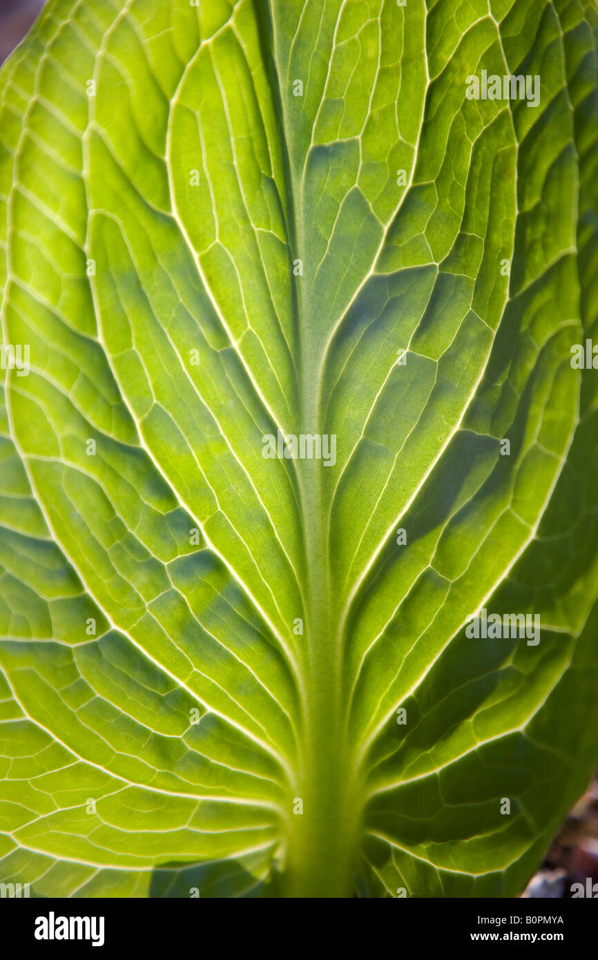 Dettaglio di una foglia verde Foto Stock