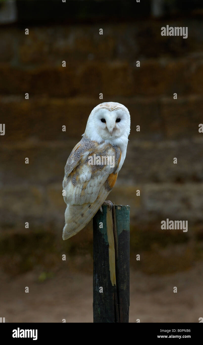 Il barbagianni (Tyto alba) su un post in un cortile Foto Stock