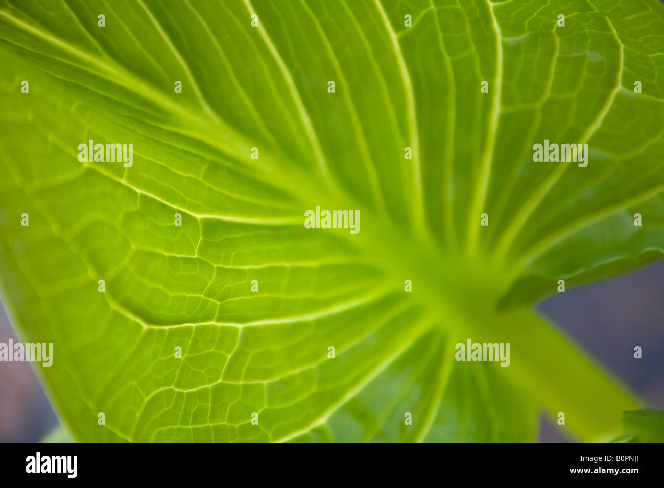 Dettaglio di una foglia verde Foto Stock