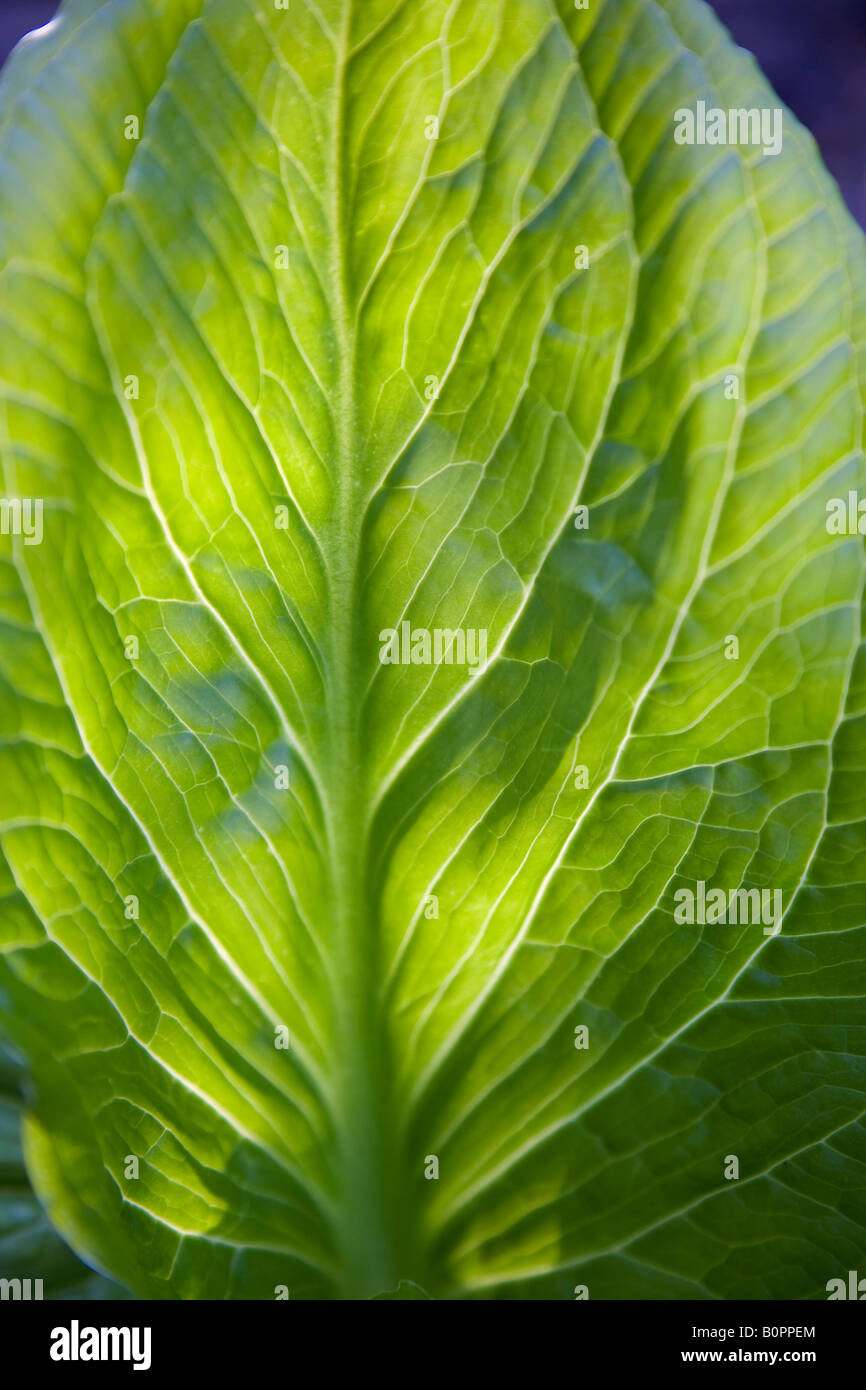 Dettaglio di una foglia verde Foto Stock