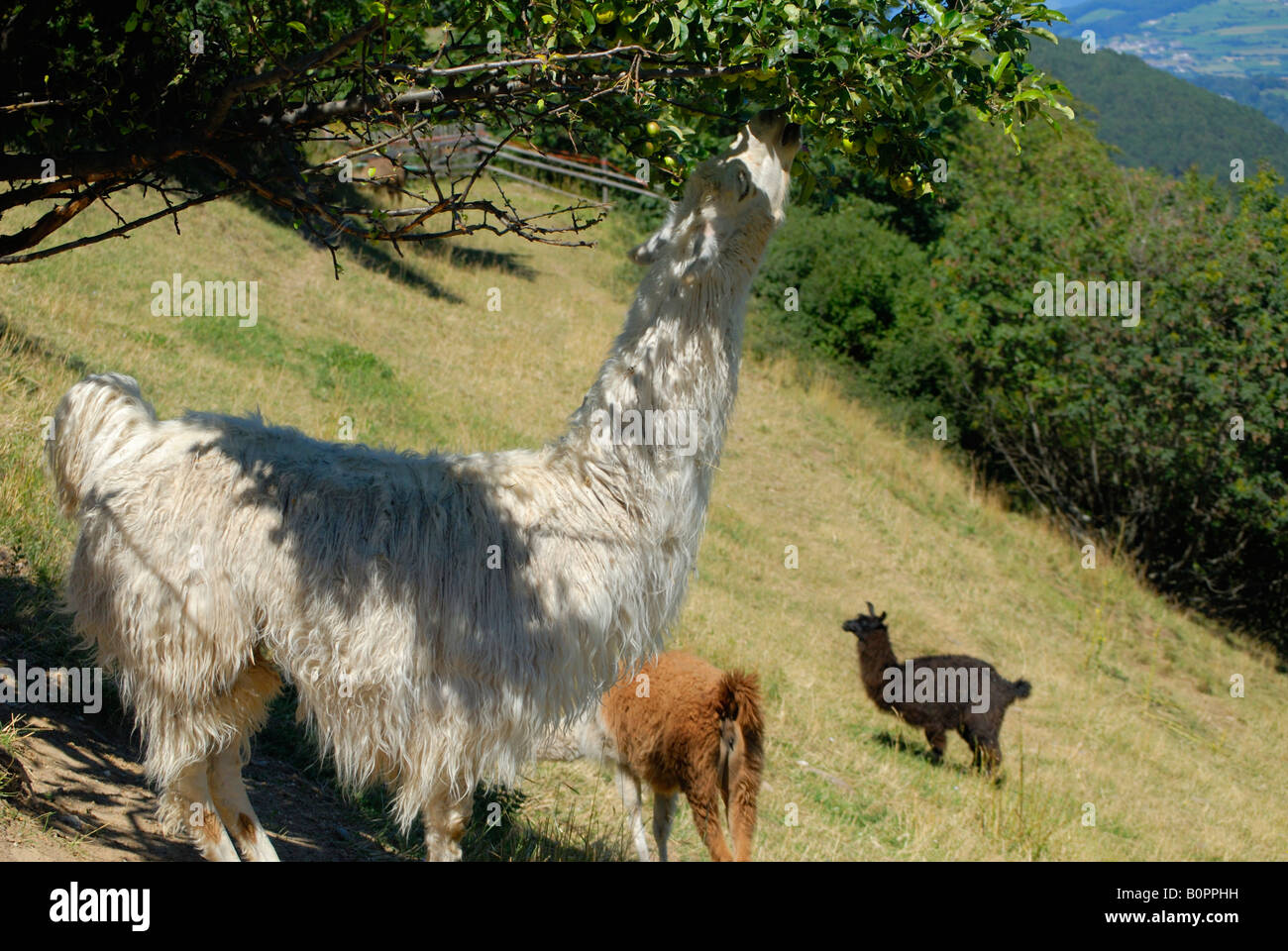 Llamas sull'altopiano del Renon vicino a Bolzano in Alto Adige Italia Foto Stock