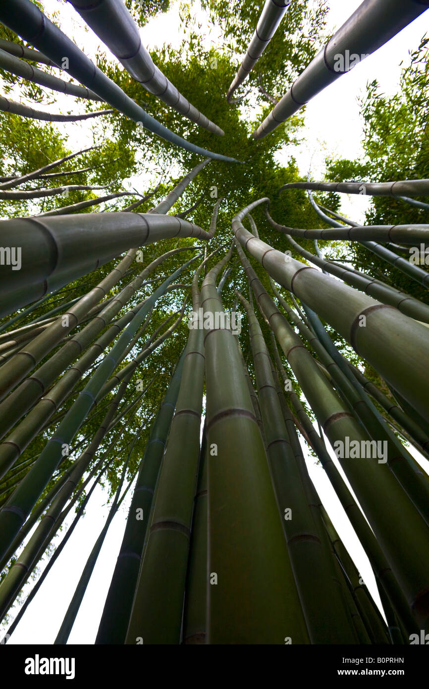 Una inquadratura dal basso di una foresta di bamboo. Forêt de Bambous (Phyllostachys viridis) photographiée en contre-plongée. Foto Stock