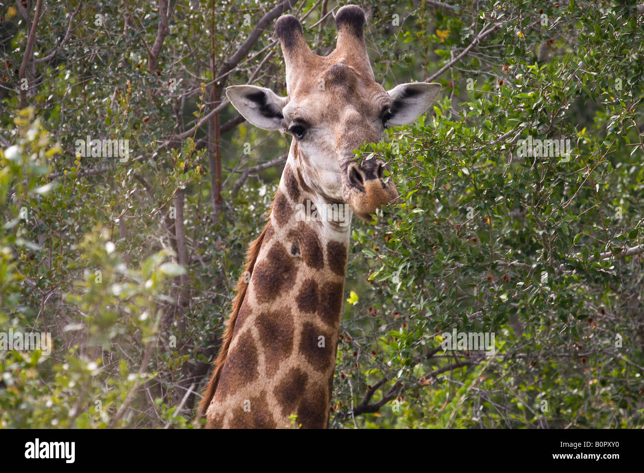 Un molto spessi e collo a giraffa al Kruger NP Foto Stock