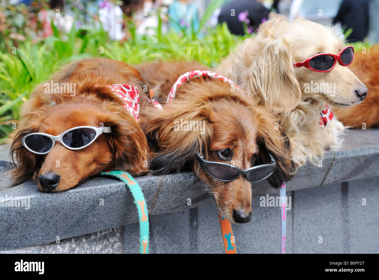 Tre molto simpatici cani indossando occhiali da sole nel quartiere alla moda di Omotesando nel centro di Tokyo Foto Stock