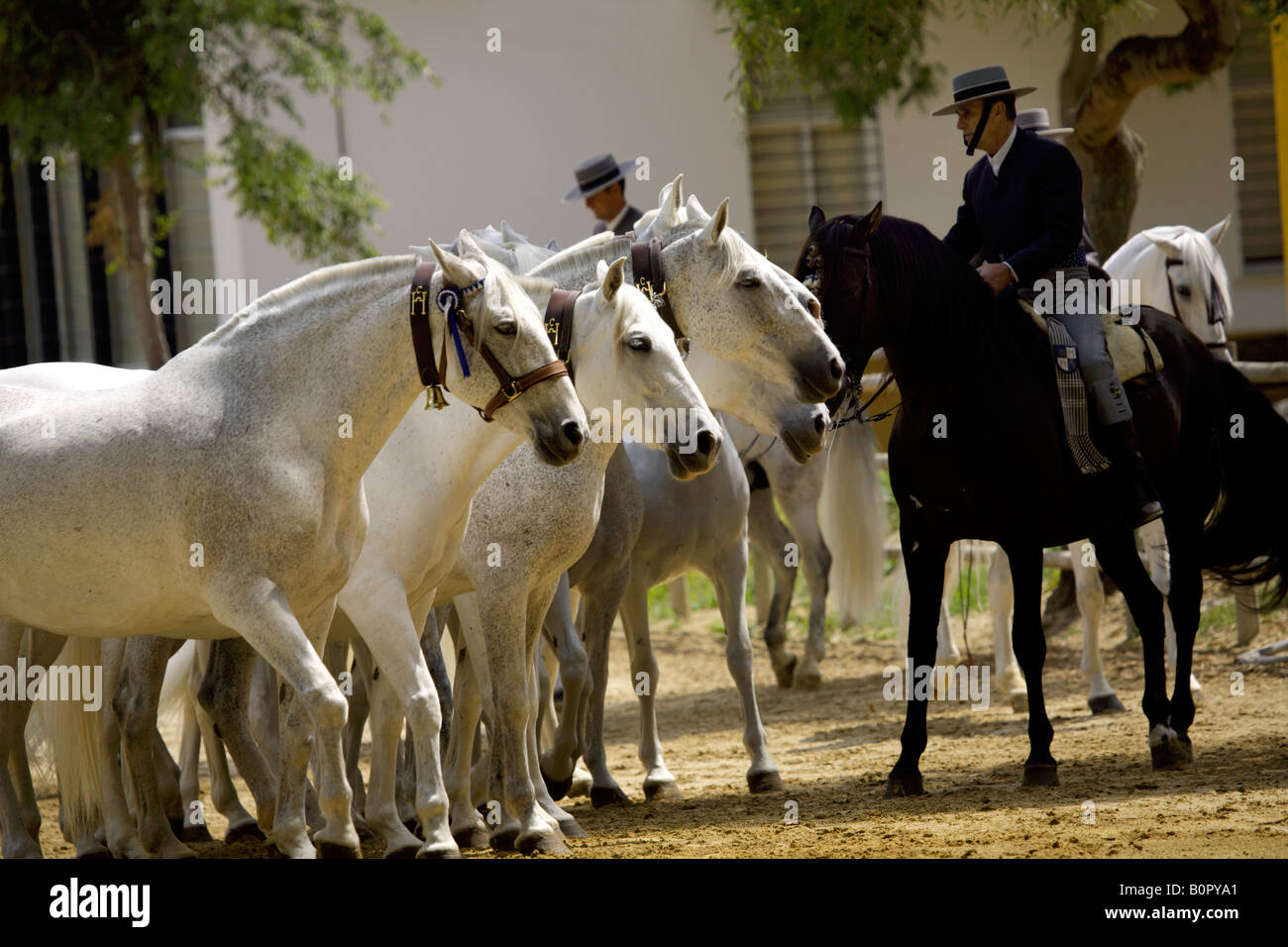 Cavalieri e bene lo spagnolo purosangue cavalli certosini a Yeguada de la Cartuja Stud, Hierro del Bocado, Jerez, Spagna Foto Stock
