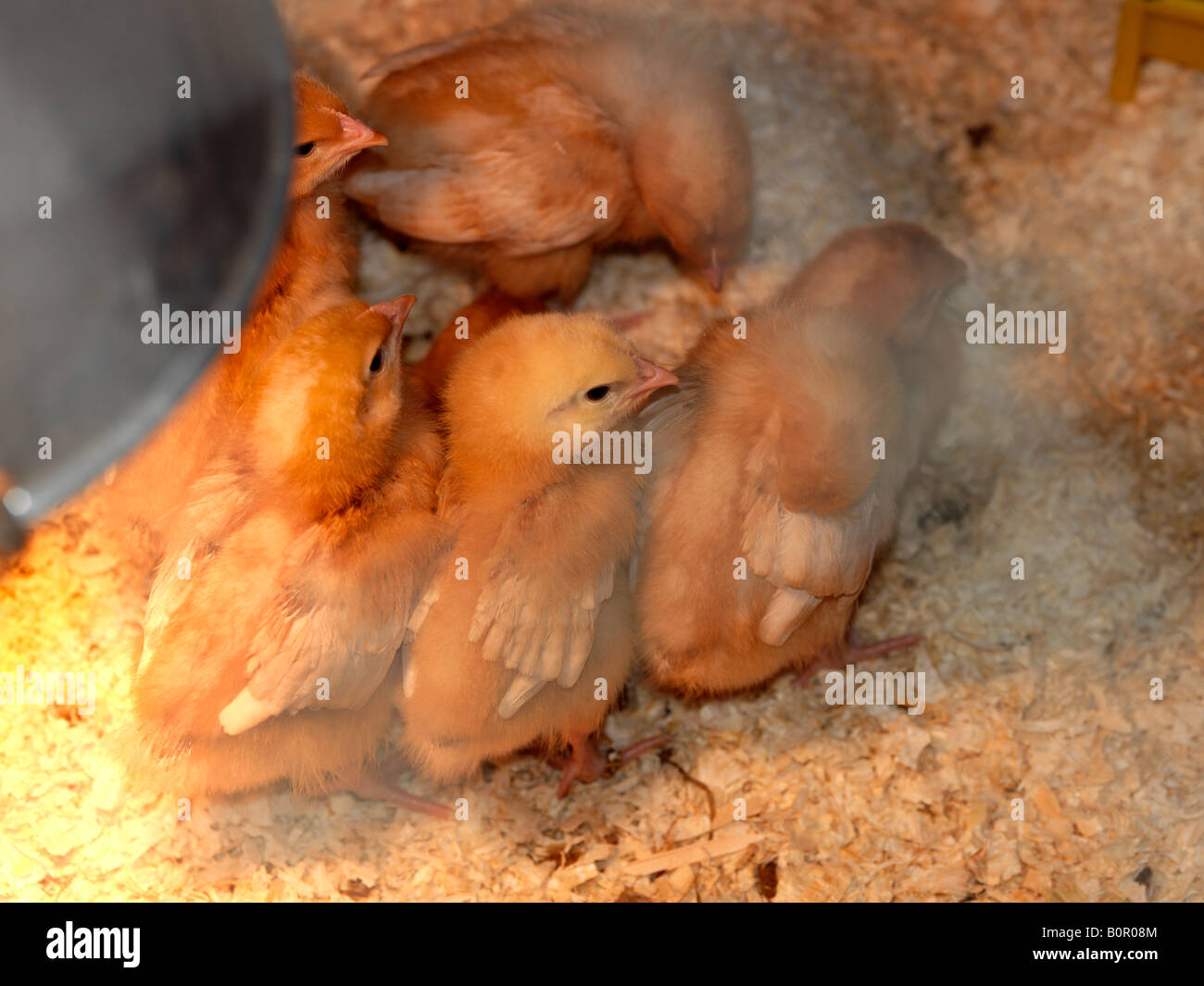 Buff Orpington pulcini sotto lampada di calore Foto Stock