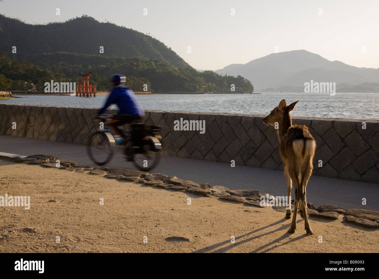 Cervi selvatici su Miyajima Foto Stock