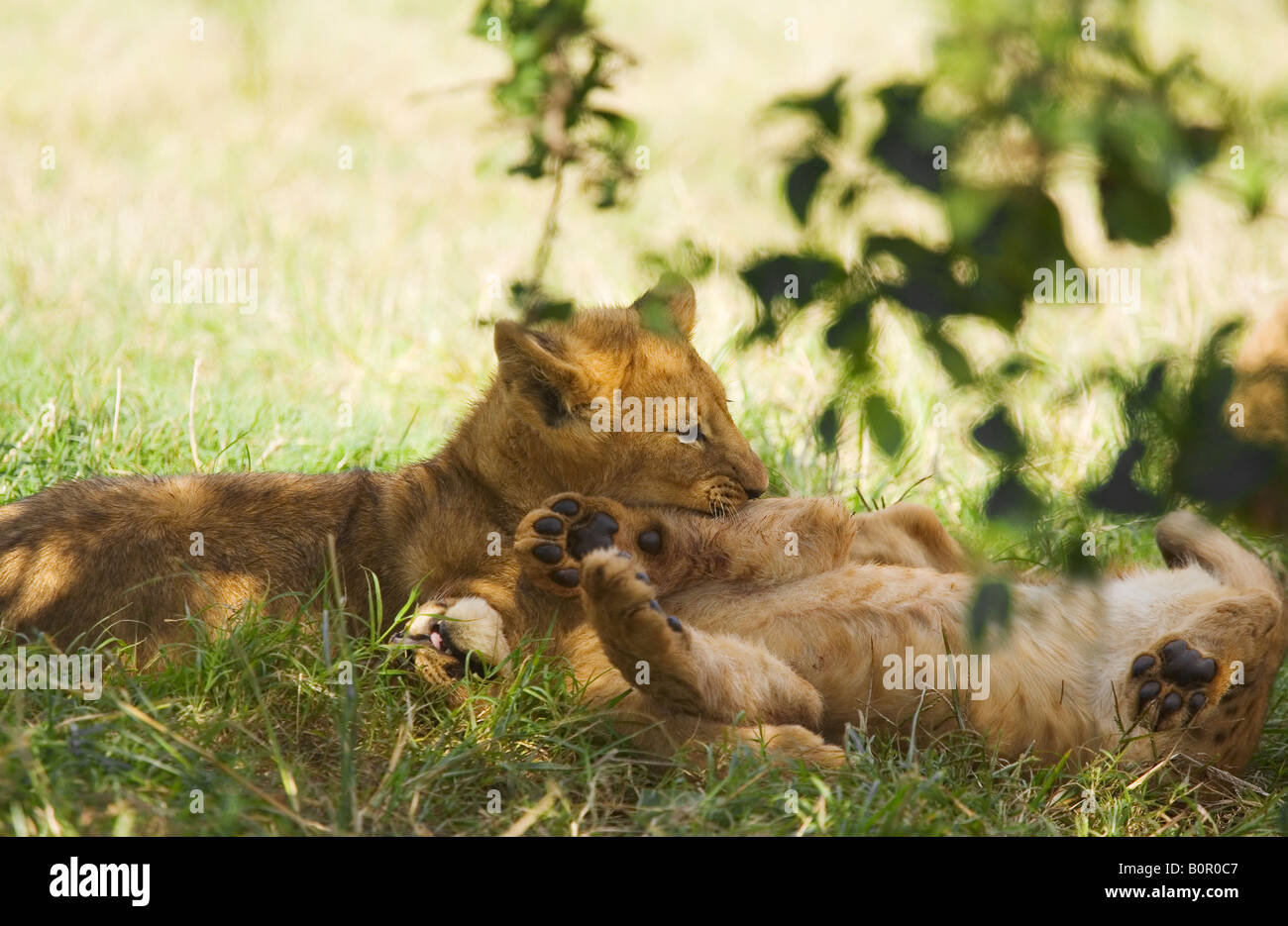 Lion cubs Panthera leo Foto Stock