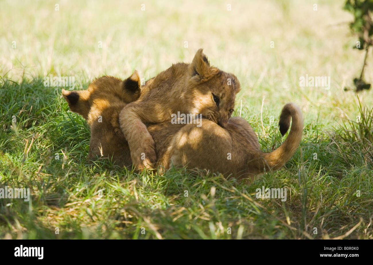 Lion cubs Panthera leo Foto Stock