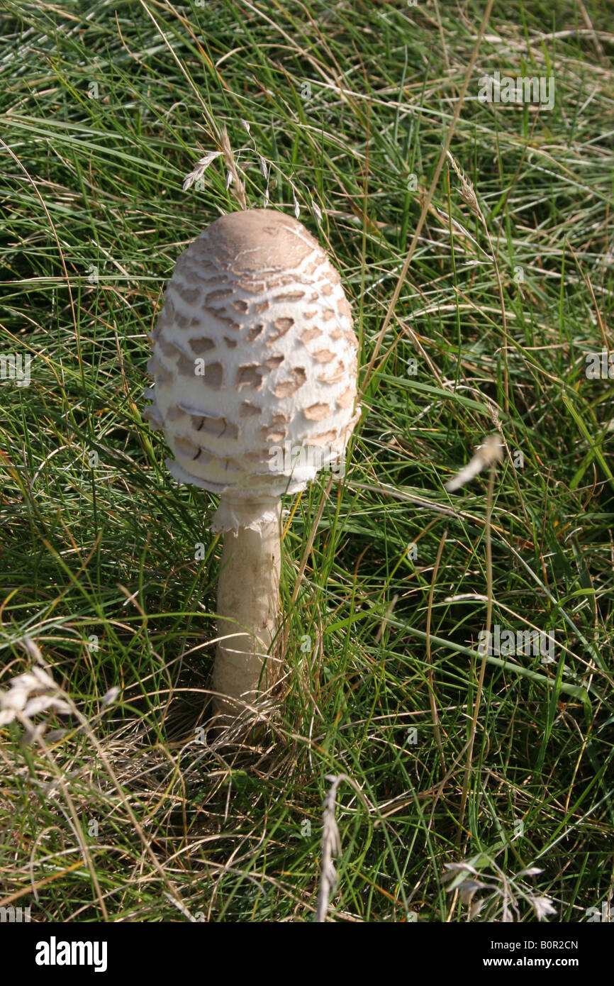 Funghi parasole funghi commestibili champignon lepiote elevee lepiota cibo  autunno immagini e fotografie stock ad alta risoluzione - Alamy