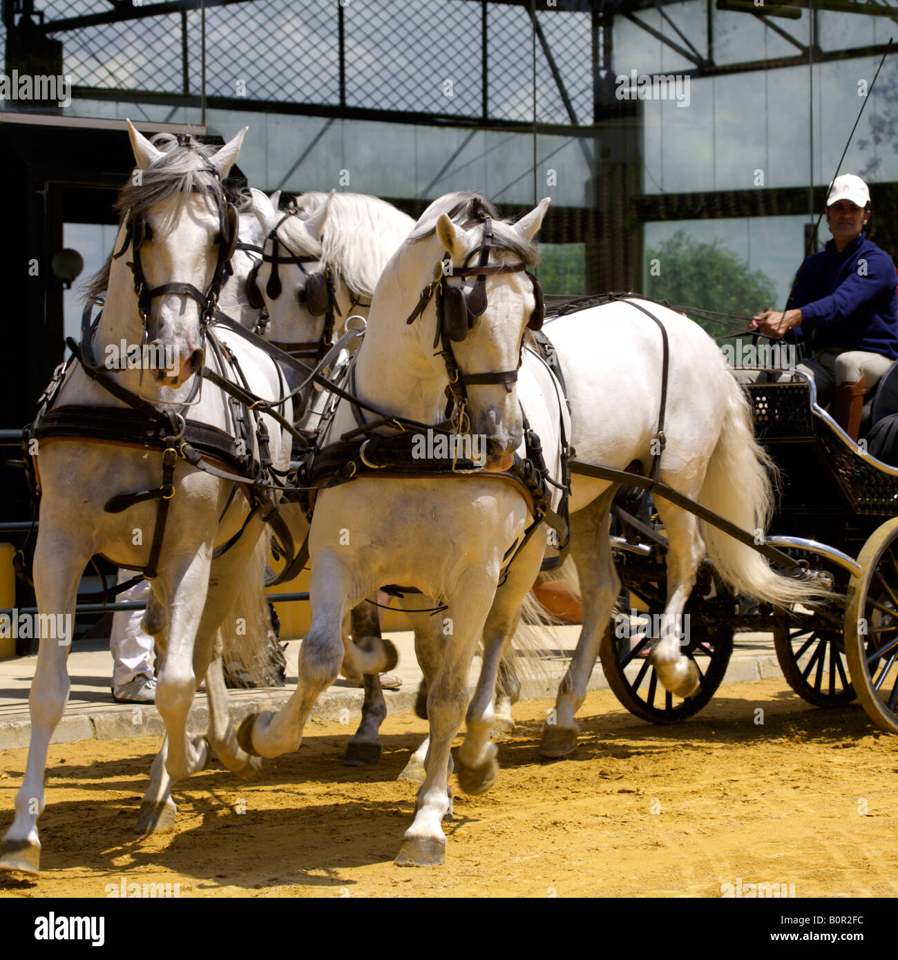 Cavallo e carro a Yeguada de la Cartuja Stud, Hierro del Bocado, Jerez de la Frontera, Andalusia, Spagna Foto Stock