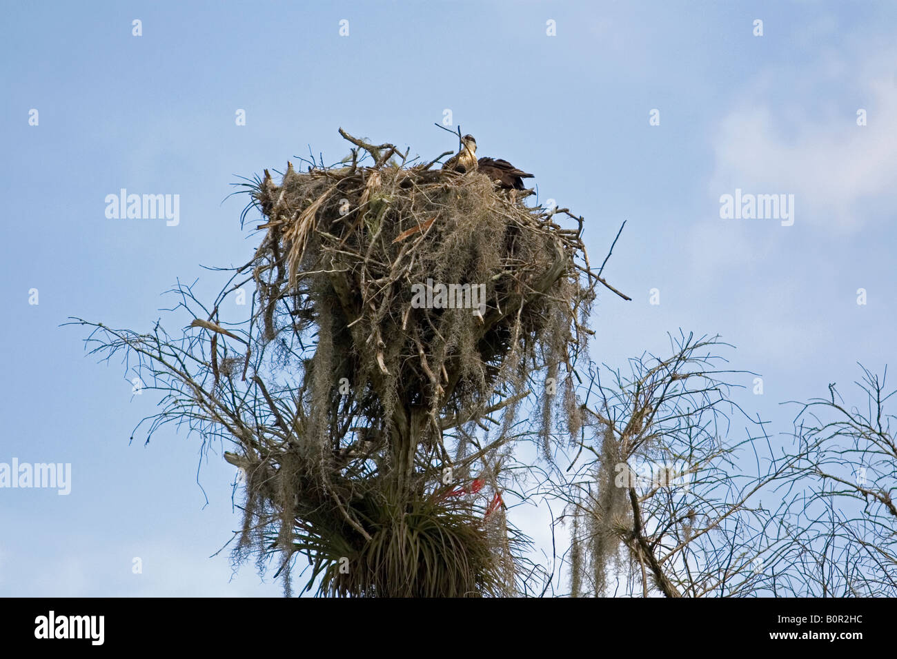 Osprey si siede in un nido in Everglades National Park Florida Foto Stock