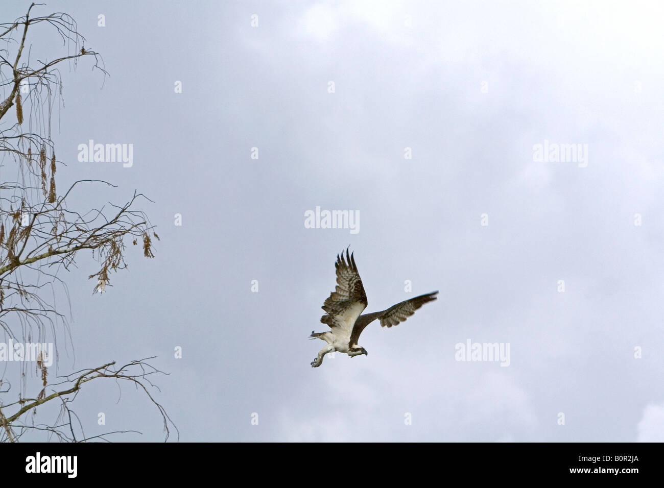 Osprey battenti in Everglades National Park Florida Foto Stock