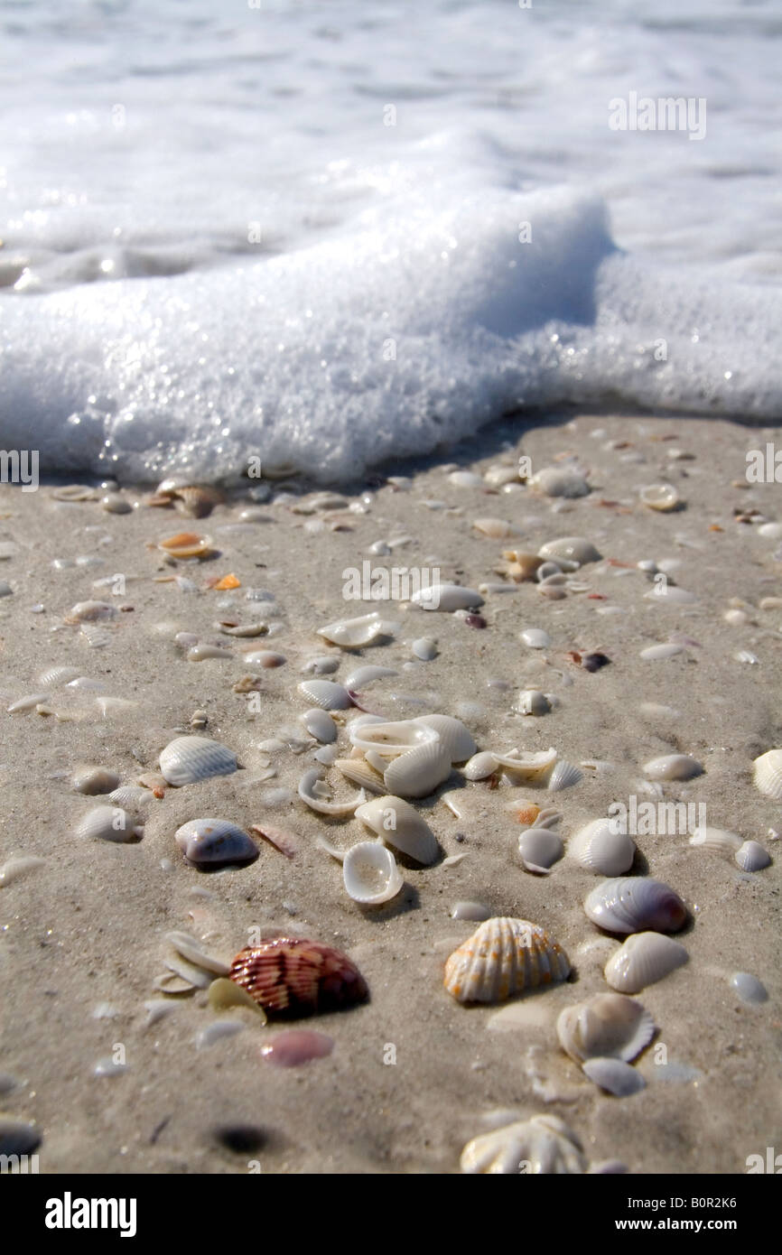 Conchiglie sulla spiaggia a Sanibel Island sulla costa del Golfo della Florida Foto Stock