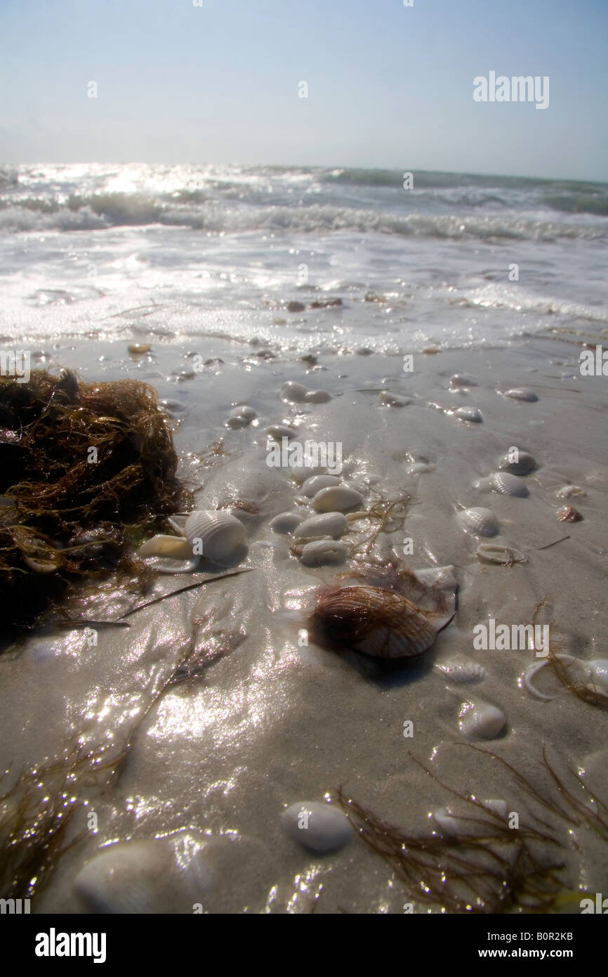 Conchiglie sulla spiaggia a Sanibel Island sulla costa del Golfo della Florida Foto Stock
