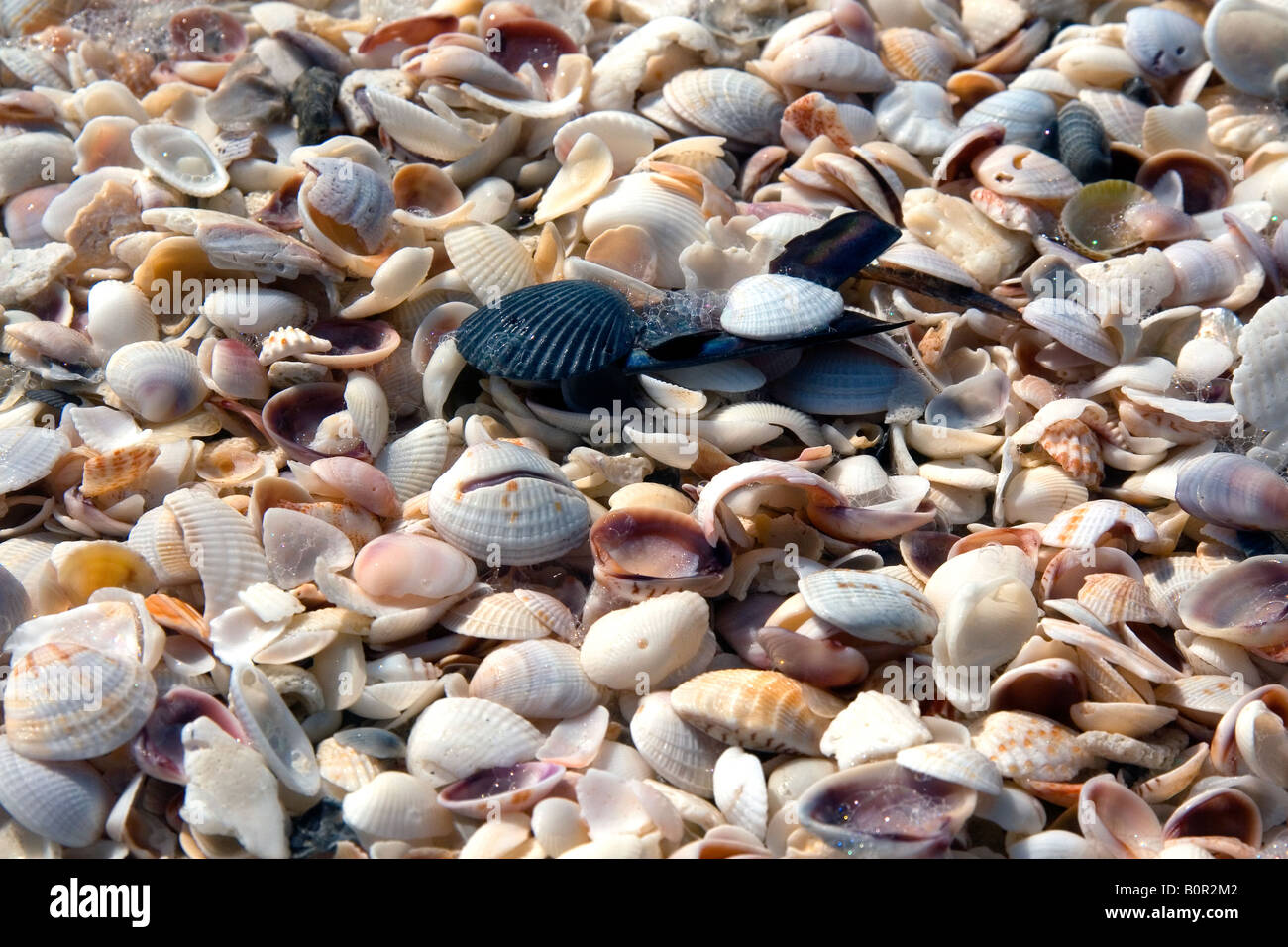 Conchiglie sulla spiaggia a Sanibel Island sulla costa del Golfo della Florida Foto Stock