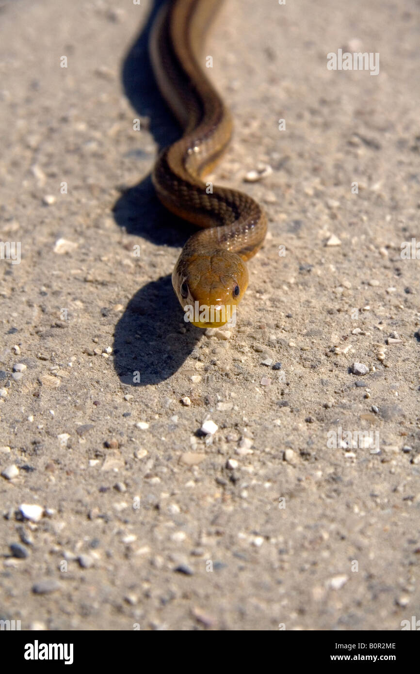 Giallo serpente di ratto a Sanibel Island sulla costa del Golfo della Florida Foto Stock