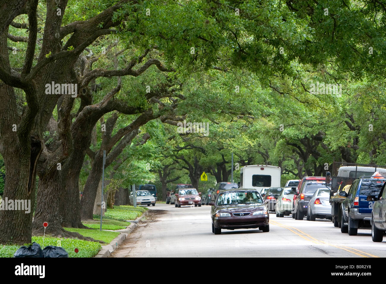 Lecci linea University Drive a Houston in Texas Foto Stock