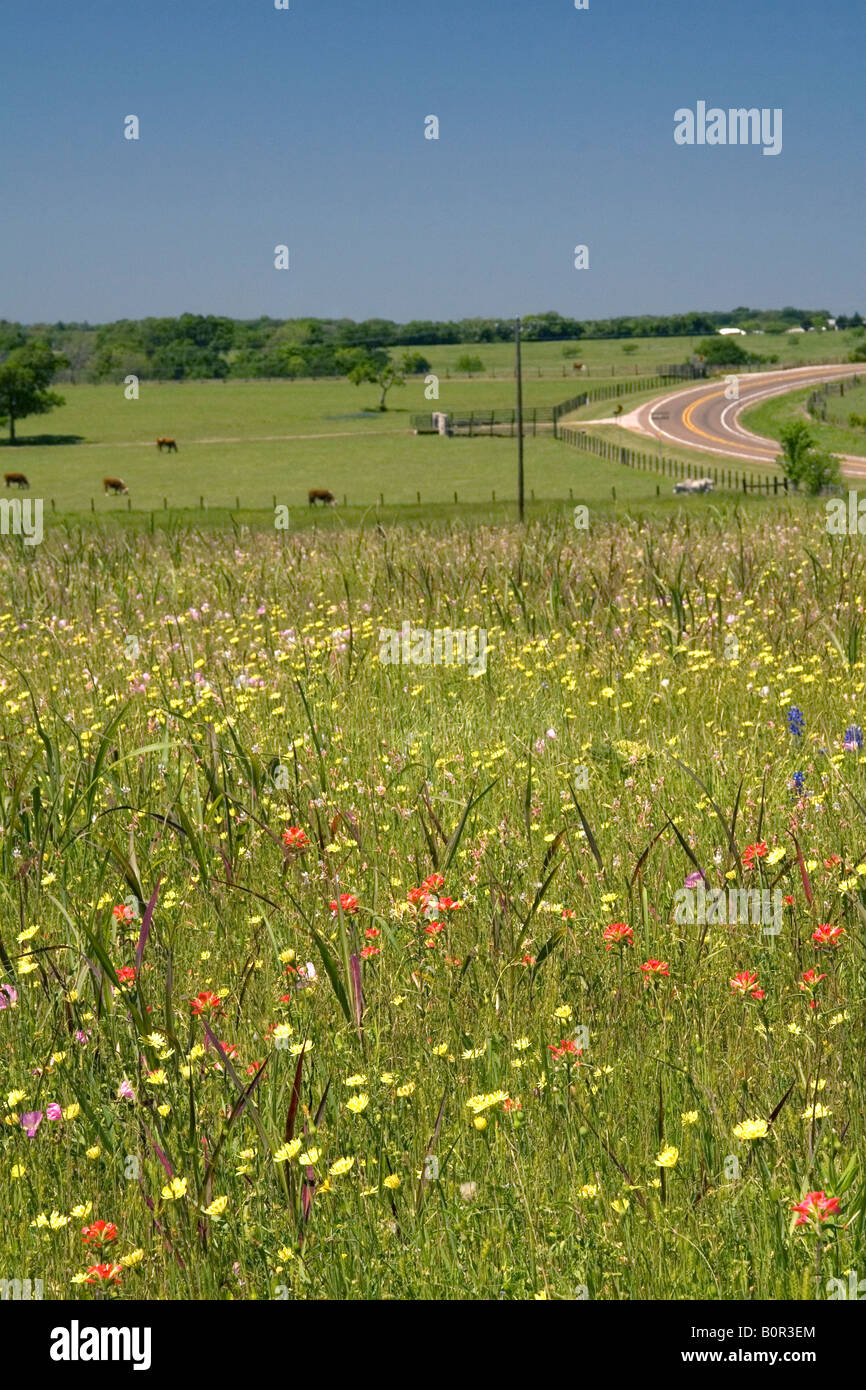 Campo di fiori selvatici in Washington County Texas Foto Stock