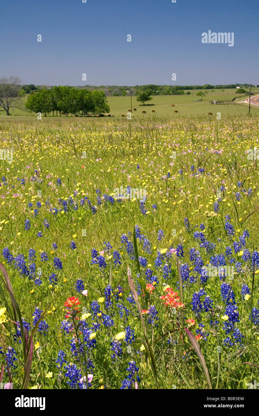 Campo di fiori selvatici in Washington County Texas Foto Stock