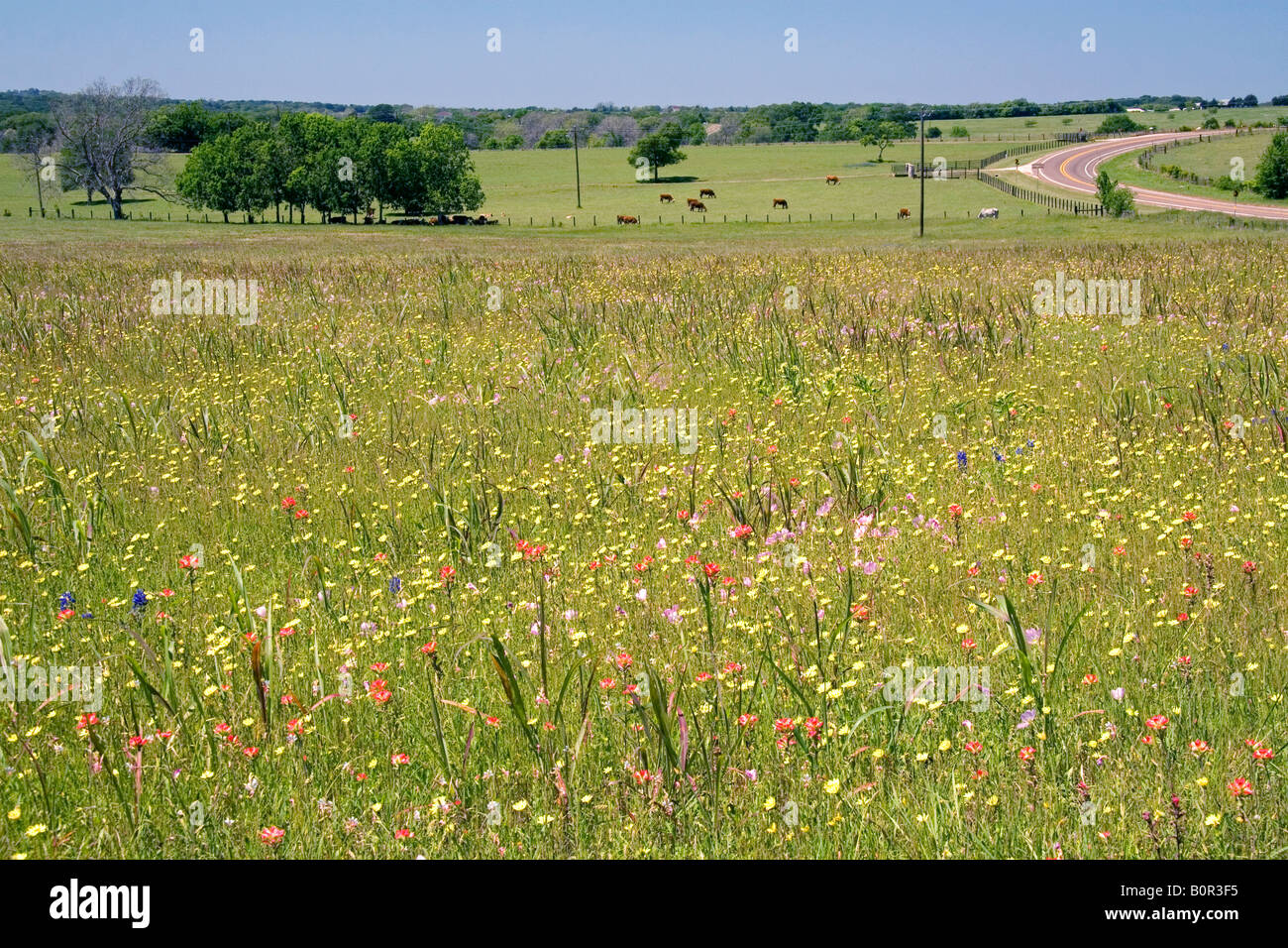 Campo di fiori selvatici in Washington County Texas Foto Stock