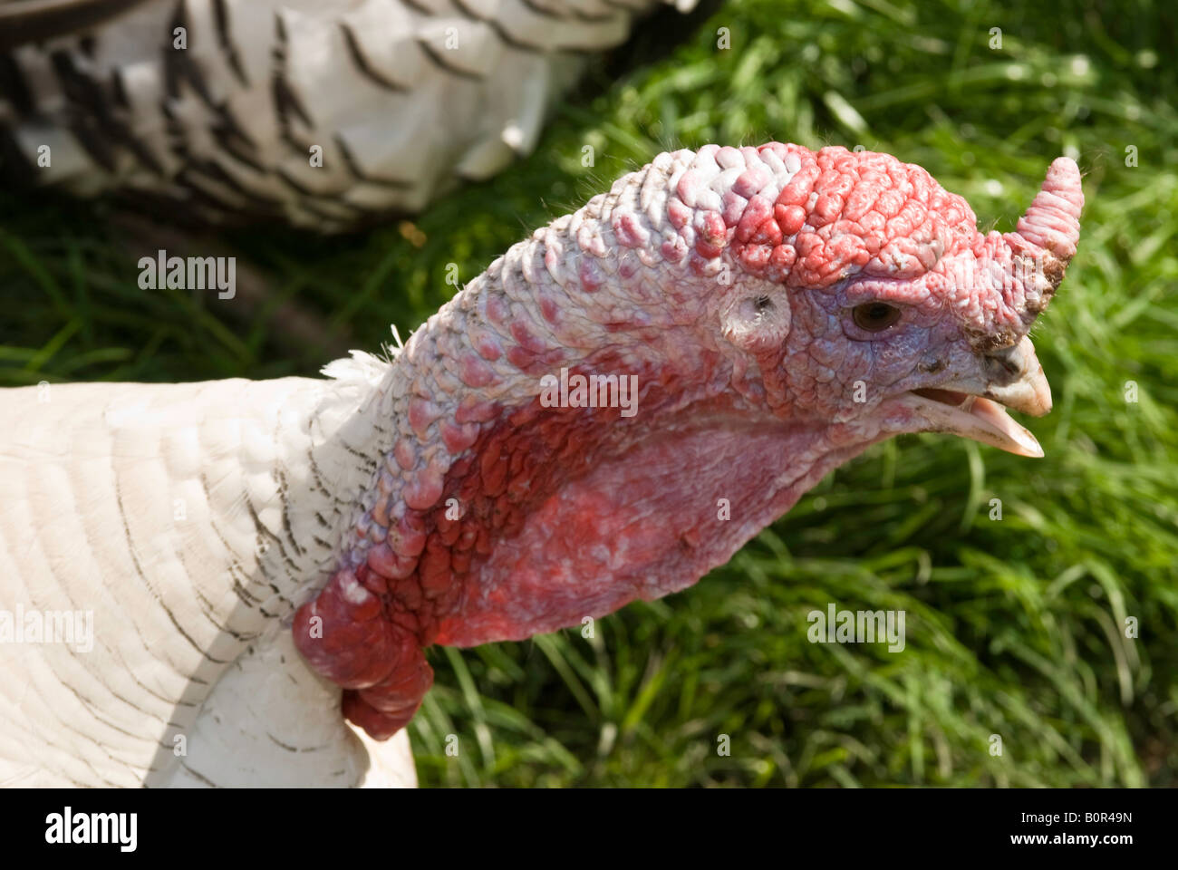 La Turchia capi in una fattoria. Due tacchini affacciati con un background di erba. Teste parlanti. Colori rosso, verde e bianco. Gli animali da cortile in chat Foto Stock