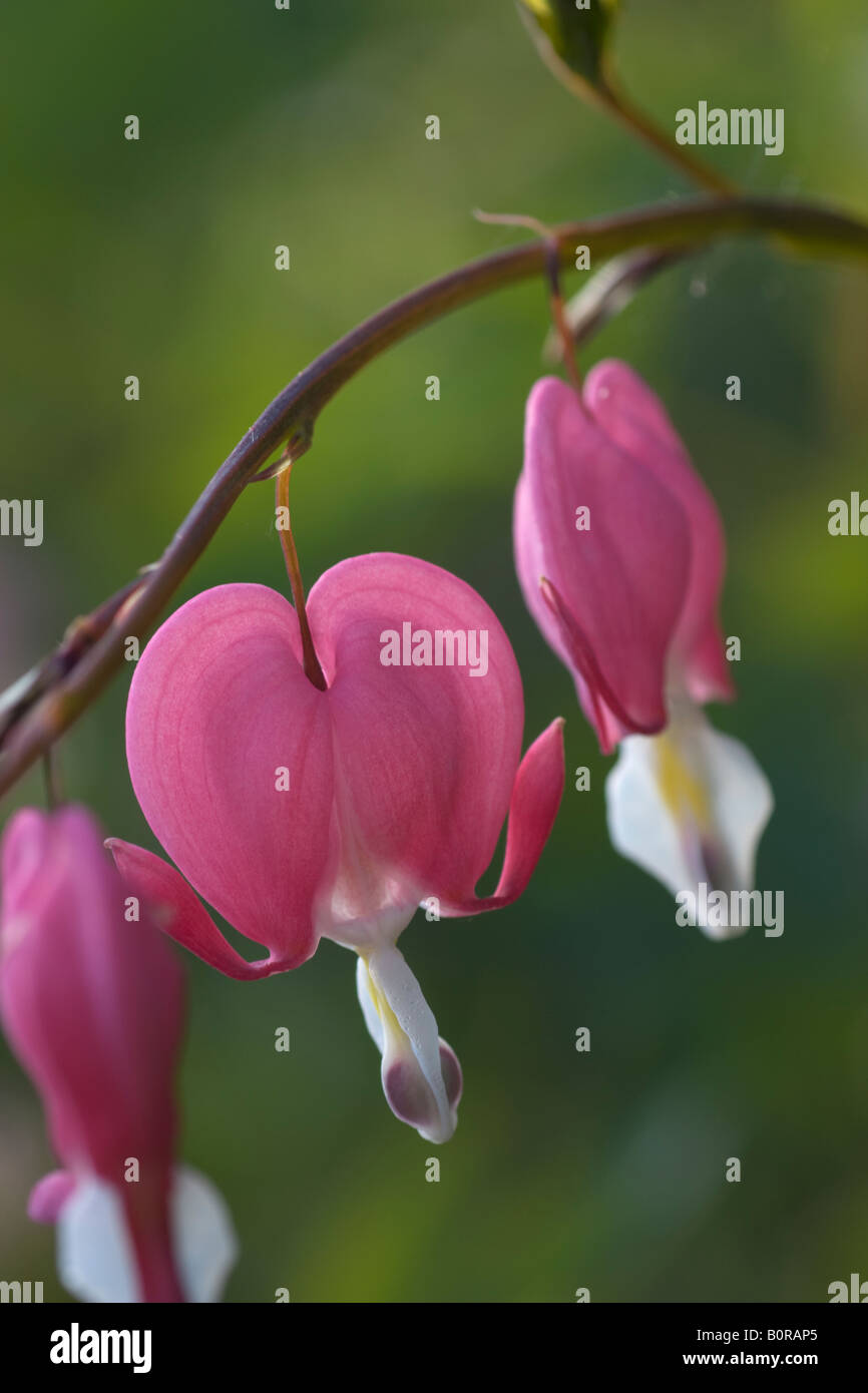 Primo piano della rosa cuore di sanguinamento, Dicentra spectabilis, fiori Foto Stock