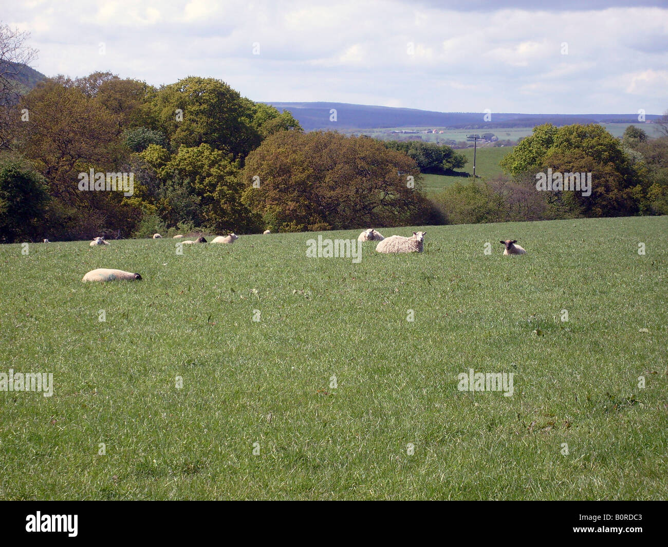 Pecore al pascolo nella campagna dello Yorkshire Dales, Inghilterra. Foto Stock