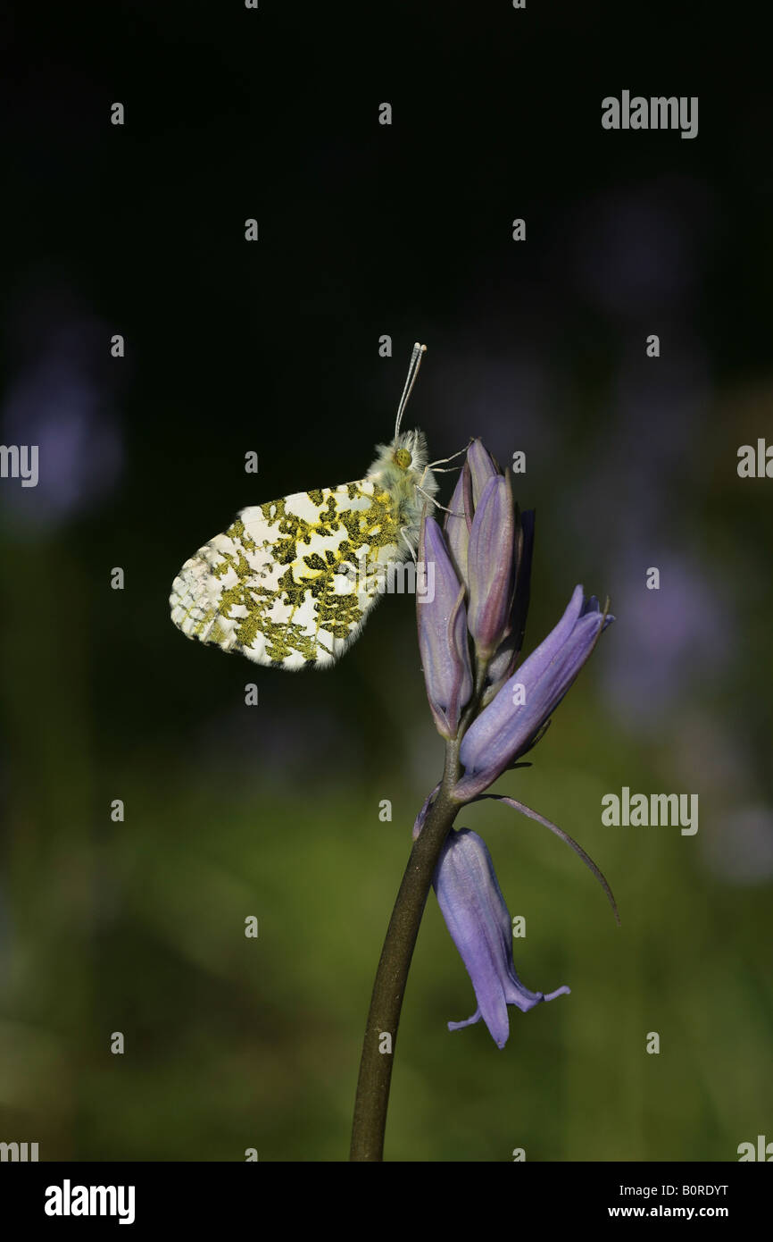 Punta arancione farfalla in appoggio su un bluebell flower Foto Stock