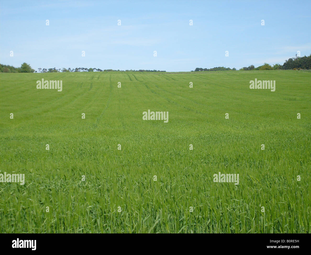 Campo verde nella campagna, North Yorkshire Moro National Park, Inghilterra. Foto Stock