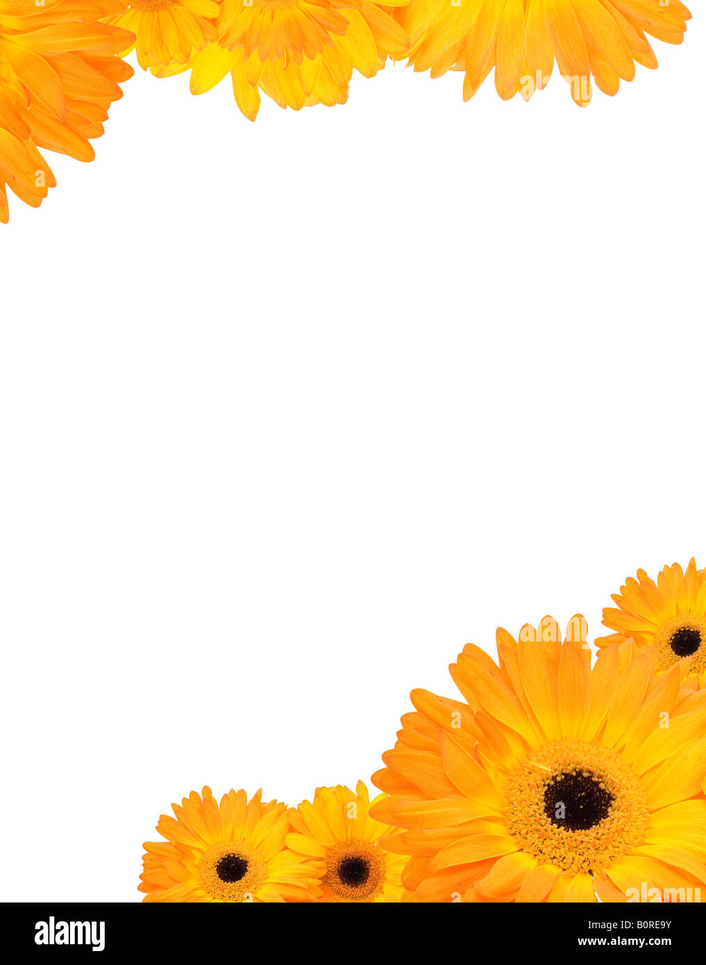 Telaio di gerbera Foto Stock
