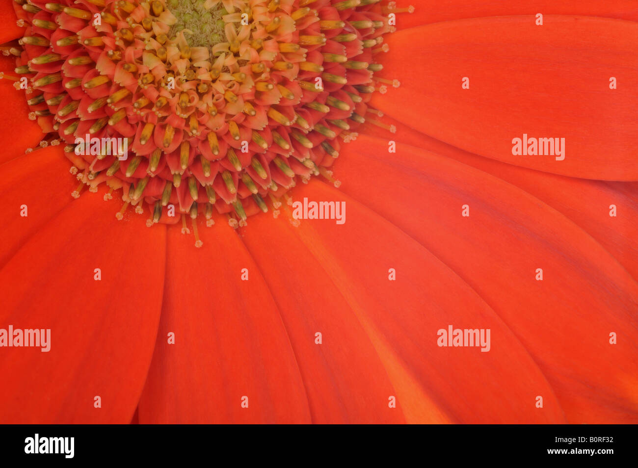 Fiore di Gerbera ( arancione ) Daisey Foto Stock