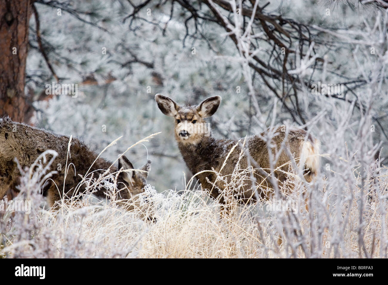 Bellissimi cervi nel foraggio invernale per i prodotti alimentari nella coperta di neve Colorado Rocky Mountain Wilderness. Foto Stock