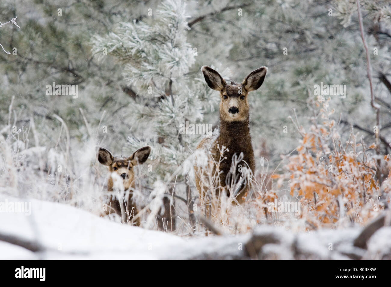 Due bellissimi cervi nel foraggio invernale per i prodotti alimentari nella coperta di neve Colorado Rocky Mountain Wilderness. Foto Stock